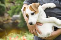 Foto Tenia nei cani: cause, sintomi e trattamento