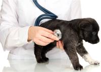 Foto Vaccini per Cani: quali sono e quando farli