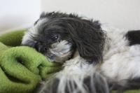 Foto Vomito nel cane: cause e cure