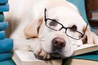 Foto Il tuo cane è intelligente? Scoprilo con questi 5 test