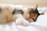Foto Gas intestinale nel gatto: cause e trattamento