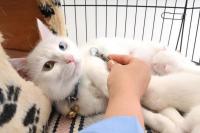 Foto Peritonite infettiva (FIP) nel gatto: sintomi e trattamento
