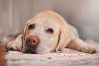 Foto Anchilostomi nei cani: come eliminarli?