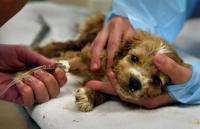 Foto Melena (sangue nelle feci) nel cane: cause e cure
