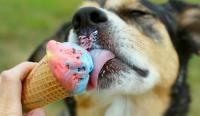 Foto Il Cane può mangiare il gelato?