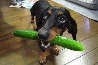 Foto Il Cane può mangiare cetrioli?