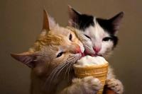 Foto Il Gatto può mangiare gelato?
