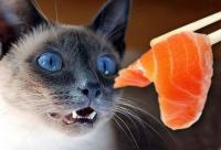 Foto Il Gatto può mangiare salmone?