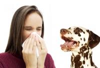 Foto Come capire  se siete allergici al cane