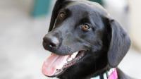 Foto Melanoma nel cane: sintomi e cure