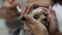 Foto Tutto sul parvovirus canino: sintomi e trattamento