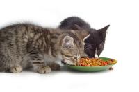 Foto Gatti e alimentazione: errori da evitare