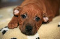 Foto Cimurro cane: sintomi, trattamento, prevenzione e trasmissione