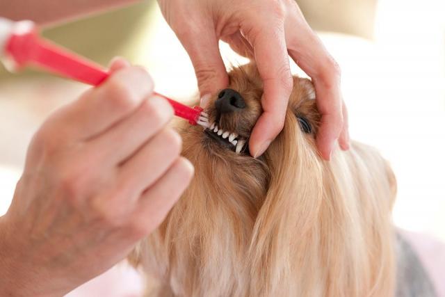 Dentifricio Per Cani Alcuni Consigli