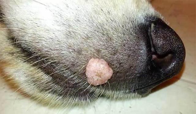 papilloma virus labbro cane