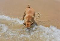 Foto L'acqua di mare fa male ai cani?
