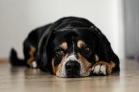 Foto Infezione intestinale cane: cause e trattamento