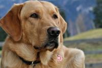 Foto Tumore dell'occhio nel cane: sintomi e cure