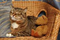 Foto Antidolorifico per gatti: quale posso dare?