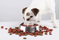 Foto Migliore cibo per un cucciolo: alcuni consigli