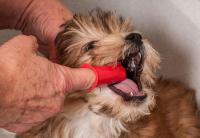 Foto Infezione bocca cane (stomatite): cause e trattamento