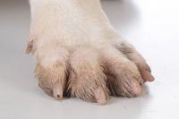 Foto Infezione unghia cane: cause e trattamento