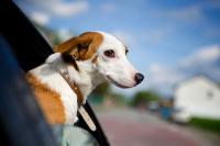Foto Cane soffre mal d'auto: cinetosi del cane