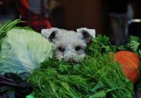 Foto Il Cane può mangiare verdure?