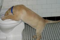 Foto Perchè il cane vomita? Cause e cure per il vomito nel Cane