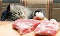 Foto Dieta BARF per gatti: consigli e ricette
