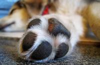 Foto Infezione zampa del Cane: sintomi e cure