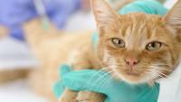 Foto Chemioterapia per il Gatto