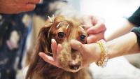 Foto Agopuntura per cani: alcuni consigli