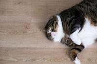 Foto Obesità del gatto: un problema in crescita