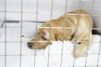 Foto Cane malato, picchiato e seppellito vivo