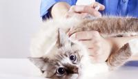 Foto Antibiotici per Gatti: alcuni consigli