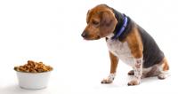 Foto Tumore nel cane: migliore alimentazione