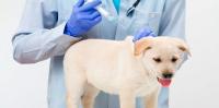 Foto Vaccini per cani obbligatori