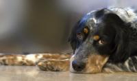 Foto Febbre canina: cause, sintomi e trattamento