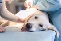 Foto Tetano nel cane: sintomi e cure