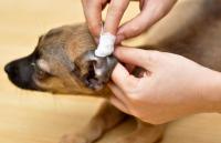 Foto Acari orecchio Cane: sintomi e trattamento