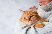 Foto Paure, fobie e ansie nel gatto: cause e trattamento