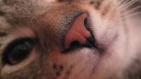 Foto Al gatto cola il naso: cause e cure