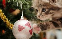 Foto Gatti e Natale: alcuni consigli