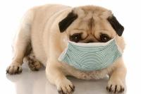 Foto Perchè il Cane ha la tosse? Cause e cure