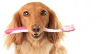 Foto Problemi ai denti nel Cane? Sintomi e cure