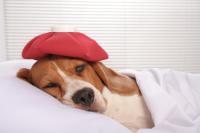 Foto Il Cane ha il raffreddore: sintomi e cure