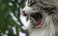 Foto 5 curiosità sui denti del Gatto