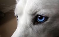 Foto 6 Cani con gli occhi azzurri