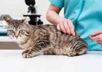 Foto Clamidiosi nel Gatto: sintomi e trattamento
